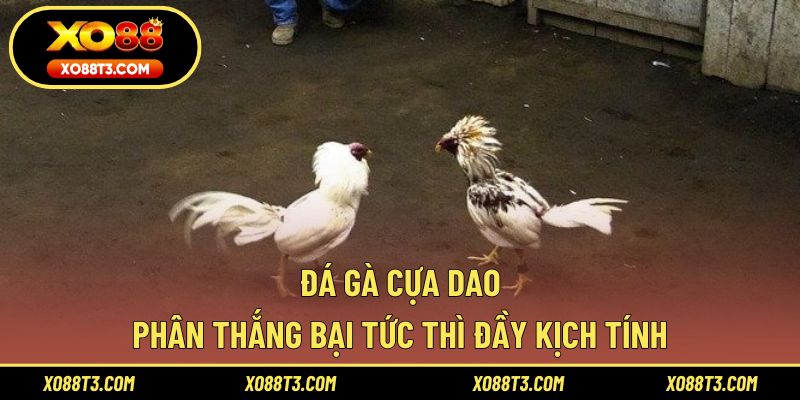 Đá Gà Cựa Dao