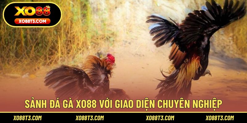Sảnh đá gà XO88 với giao diện chuyên nghiệp
