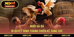 Nuôi Gà Đá