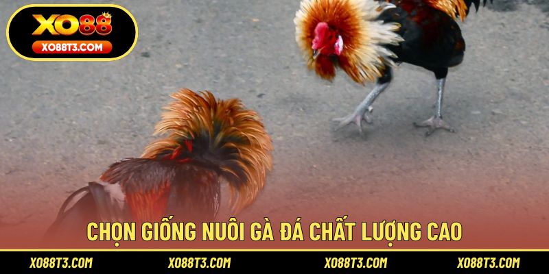 Chọn giống nuôi gà đá chất lượng cao