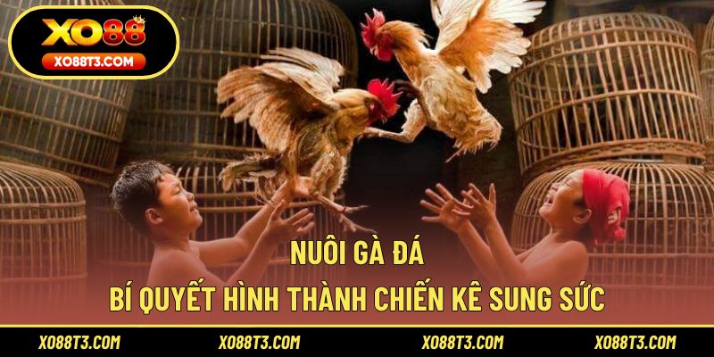 Nuôi Gà Đá